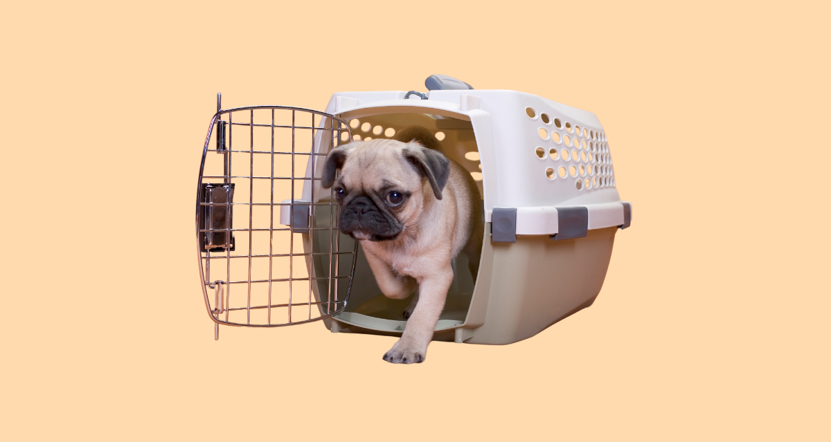 travel-crate-requirements-how-to-measure-your-pet-awesome-pet